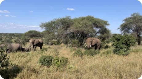 4-Day Tanzania Camping Safari